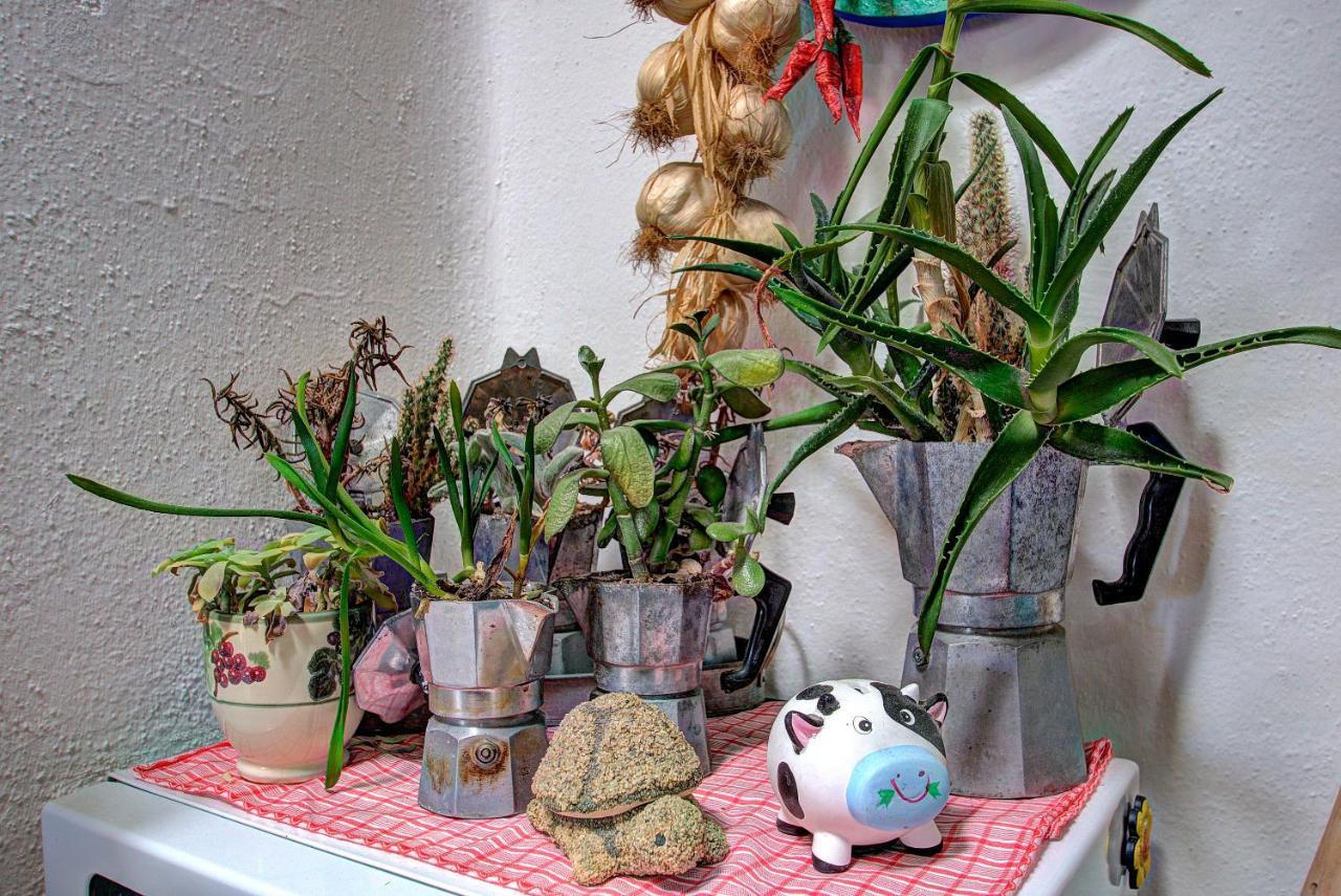 Lacco Terrace Solarium Lacco Ameno  Zewnętrze zdjęcie